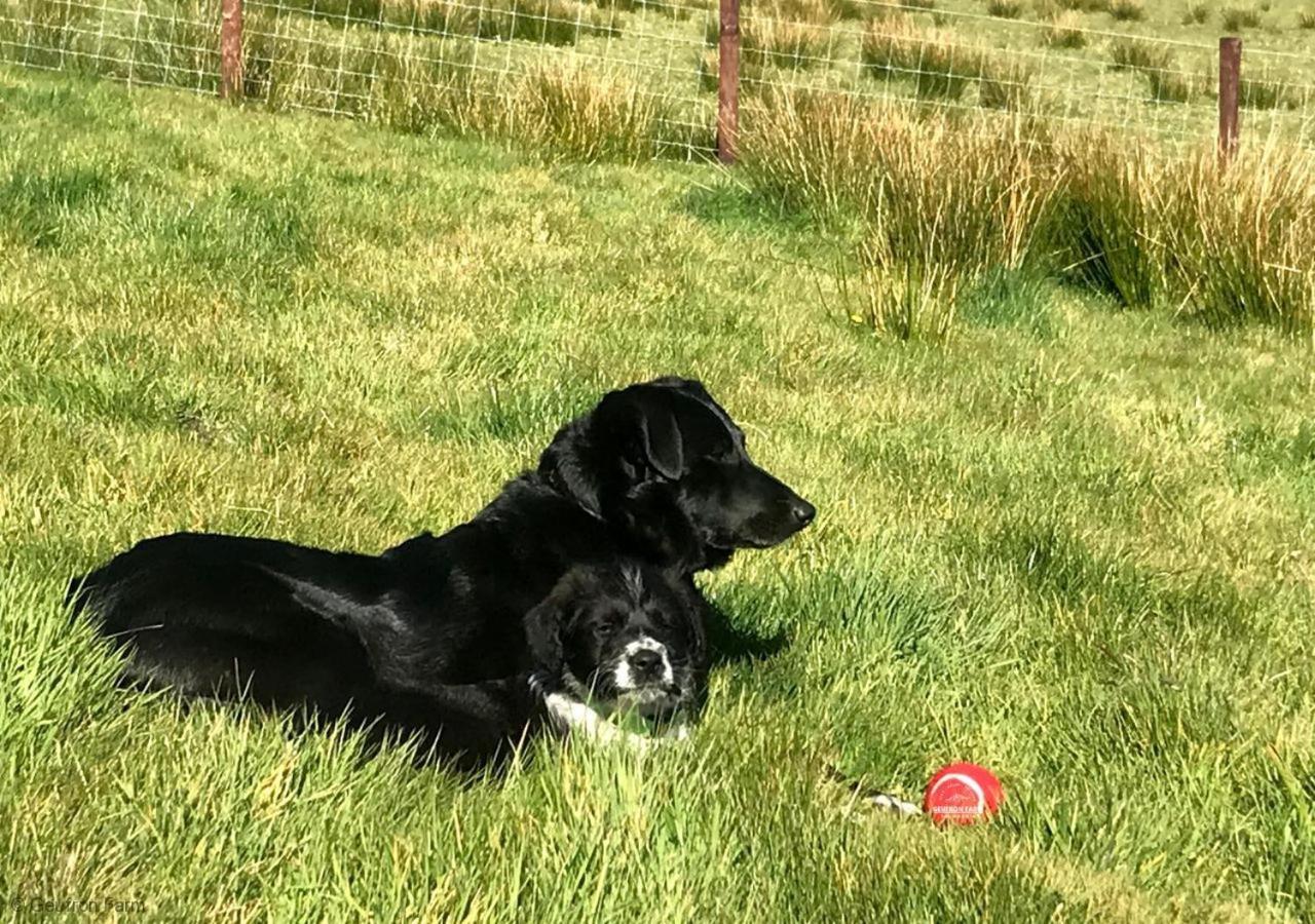 Bryn-crug The Barn At Geufron Farm - Dog Friendly - Nr Tywyn 빌라 외부 사진