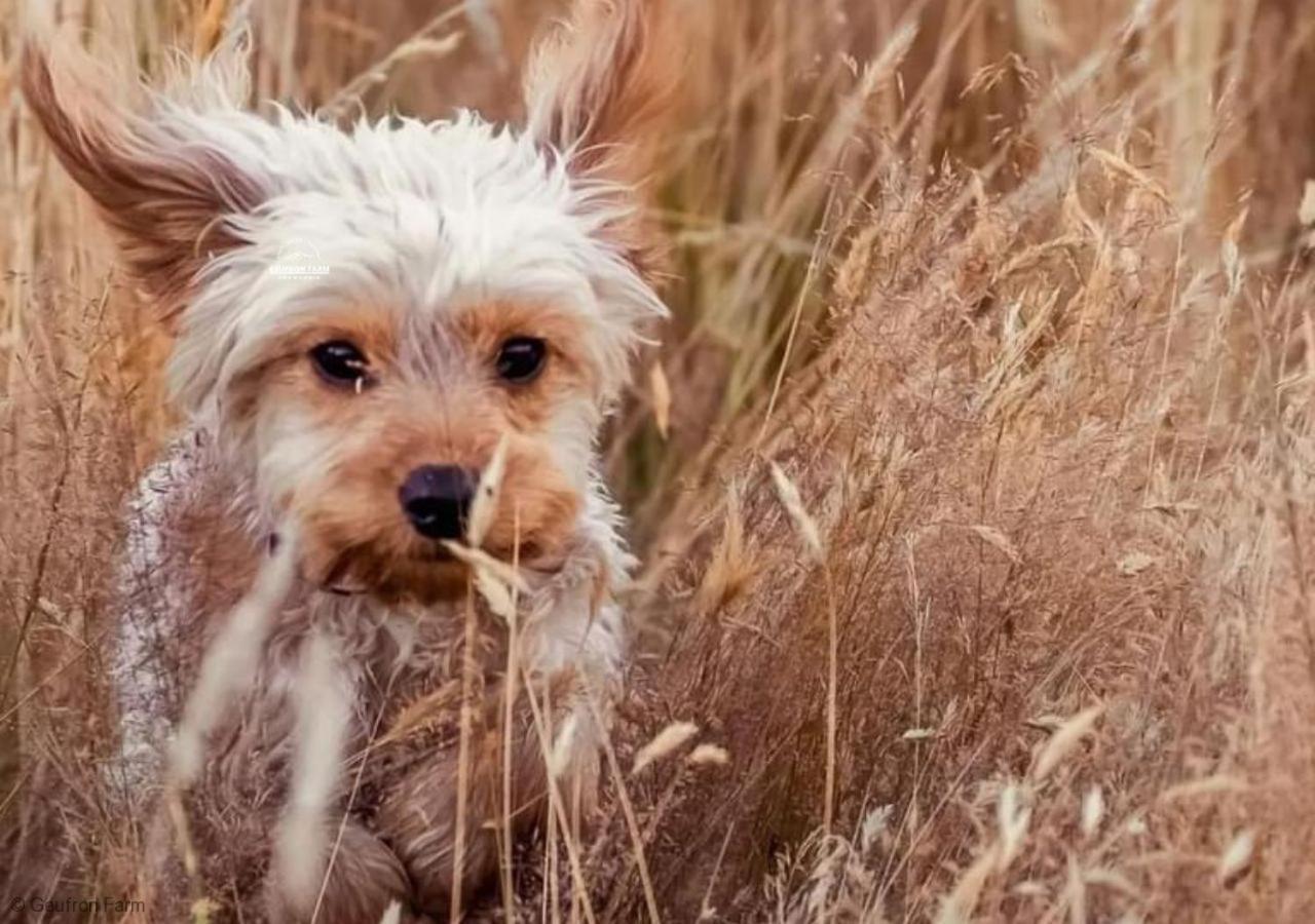 Bryn-crug The Barn At Geufron Farm - Dog Friendly - Nr Tywyn 빌라 외부 사진